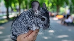 Jak znaleźć wiek szynszyli, różnica jest młody od osób starszych